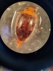 Laccophilus proximus