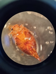 Laccophilus proximus