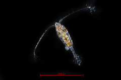 Tortanus discaudatus