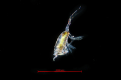 Tortanus discaudatus