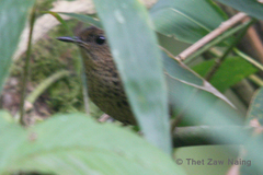 Pnoepyga pusilla