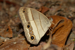Euptychoides laccine