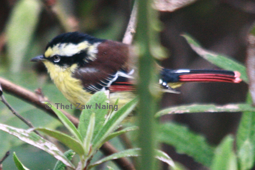 Red-tailed Minla