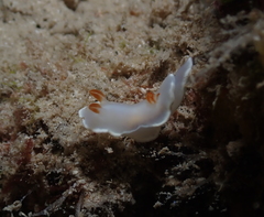 Ardeadoris angustolutea
