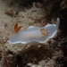 Yellow-margin Nudibranch - Photo (c) Sara Thiebaud, some rights reserved (CC BY-NC), uploaded by Sara Thiebaud