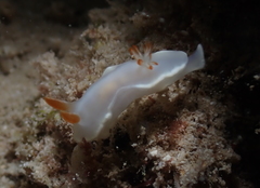 Ardeadoris angustolutea