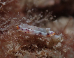 Goniobranchus decorus