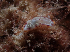 Goniobranchus decorus