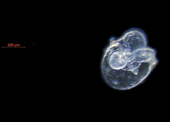 Cerebratulus