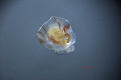 Crepipatella lingulata