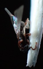 Hypoponera opaciceps