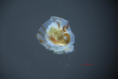 Crepipatella lingulata