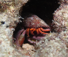 Ciliopagurus strigatus