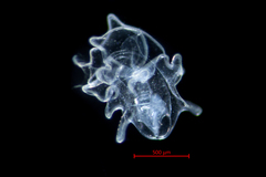 Evasterias troschelii