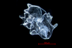 Evasterias troschelii