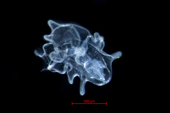 Evasterias troschelii