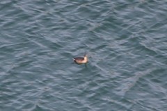 Podiceps nigricollis