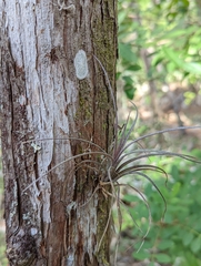 Tillandsia simulata