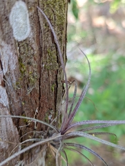 Tillandsia simulata