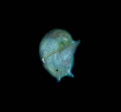 Crepipatella lingulata