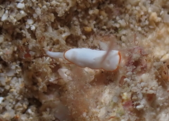 Goniobranchus verrieri