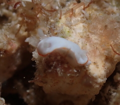 Goniobranchus verrieri