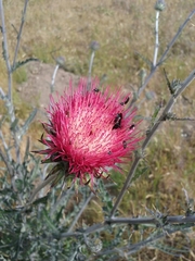 Cirsium occidentale occidentale