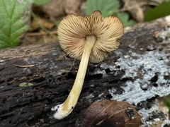 Pluteus fulvibadius