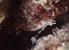 Goniobranchus decorus