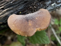 Pluteus fulvibadius