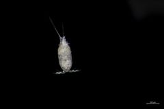 Harpacticus pacificus