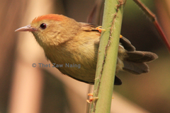 Cyanoderma rufifrons