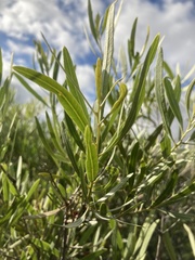 Alectryon oleifolius