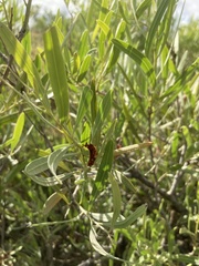 Alectryon oleifolius