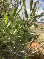 Alectryon oleifolius