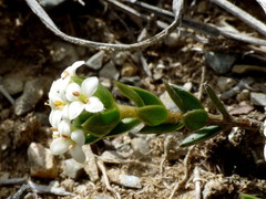 Pimelea oreophila hetera