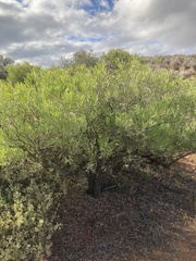 Alectryon oleifolius