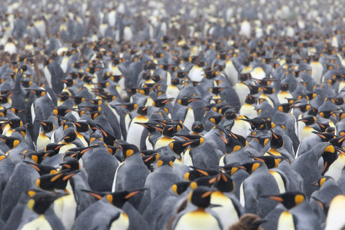 King Penguin