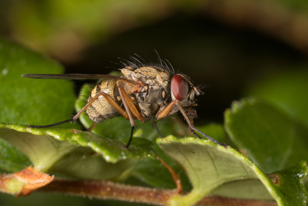 Helina vandiemeni