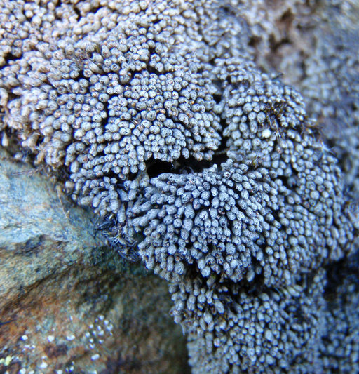Gymnomitriaceae