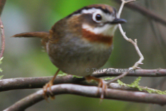 Schoeniparus rufogularis