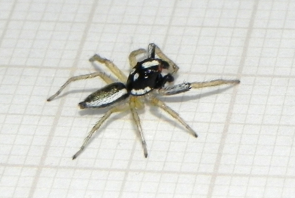 jumping spiders
