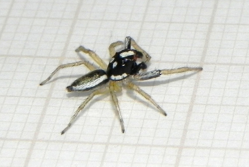 jumping spiders