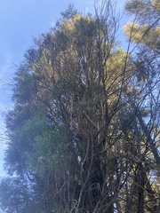 Callitris endlicheri