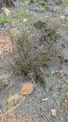 Adolphia californica