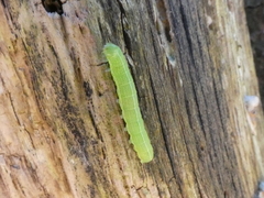 Lepidoptera