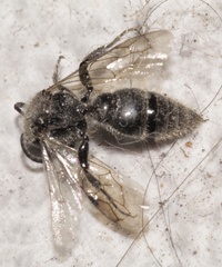 Hymenoptera