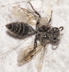 Hymenoptera