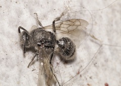 Hymenoptera