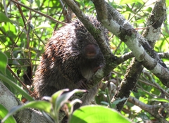 Coendou speratus